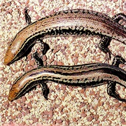 Satellite Islands Slit-Eared Skink