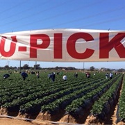 Go to a U-Pick Orchard/Farm