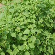 Korean Perilla (Perilla Frutescens)