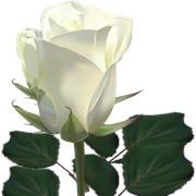 White Rose