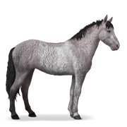 Curly - Mouse Gray Tobiano