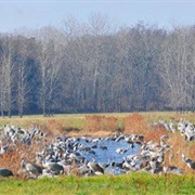 Jasper-Pulaski Fish and Wildlife Area, Indiana
