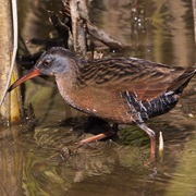 Virginia Rail