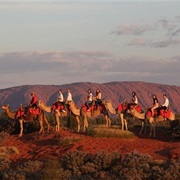 Go on a Camel Safari in Australian Outback
