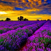 Provence (France)