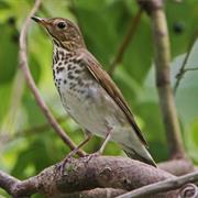 Swainson's Thrush
