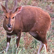 Bushbuck
