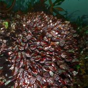 Nakwakto Rapids, BC, Canada