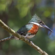 Green Kingfisher (Chloroceryle Americana)