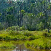 Bulow Creek State Park, Florida