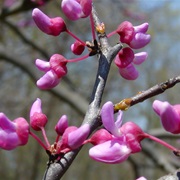 Eastern Redbud (Cercis Canadensis)