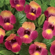 Magenta Moon Torenia