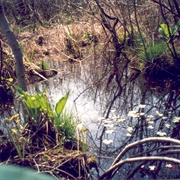 Cowles Bog (Indiana)
