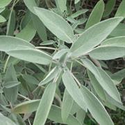Dalmation Sage