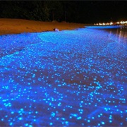 Brzeg Wyspy Na Malediwach Z Fitoplanktonami