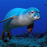 Hawaiian Monk Seal