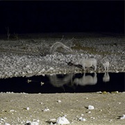 Okaokuejo Water Hole, Etosha