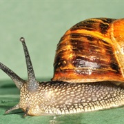 Garden Snail