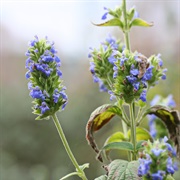 Chia (Salvia Hispanica)