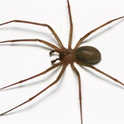 Brown Recluse