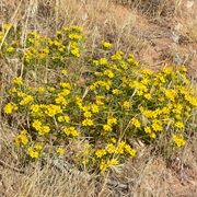 Cinchweed (Pectis Papposa)