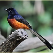White-Rumped Shama