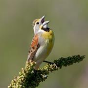Dickcissel