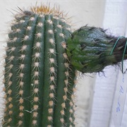 Echinopsis Schickendantzii