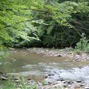 Cabwaylingo State Forest, West Virginia