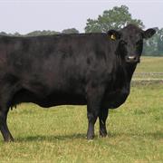 Aberdeen-Angus Beef