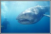 Megamouth Shark