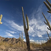 Sonoran Desert National Monument
