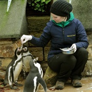 Have a Penguin Encounter