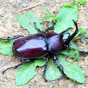 Japanese Rhinoceros Beetle