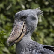 African Shoebill