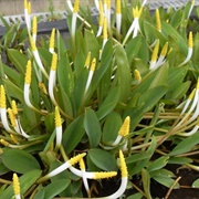 Tuckahoe (Orontium Aquaticum)