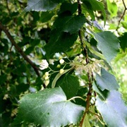 Small-Leaved Lime (Tilia Cordata)