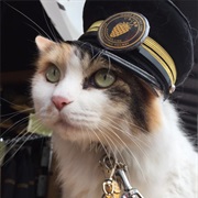 Visit the Stationmaster Cat at Kishi Station, Wakayama