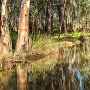 Gunbower National Park (VIC)