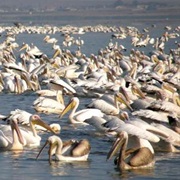Atanasovsko NR, Vaya & Manra Wetlands, Bulgaria