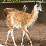 Guanaco