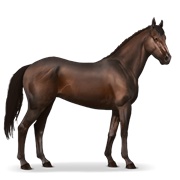 Thoroughbred - Dark Bay