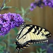 Find Out Which Are the Favourite Plants of Animals