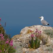 Isola San Domino, Tremiti Islands