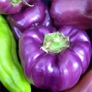 Purple Pepper