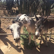 Donkey Sanctuary, Aruba