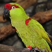 Thick-Billed Parrot