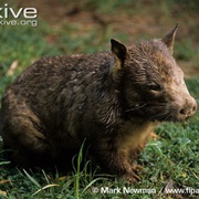 Southern Hairy-Nosed Wombat