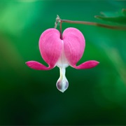 Bleeding Heart