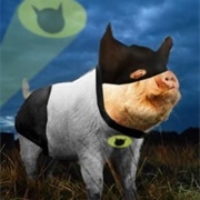 Batpig
